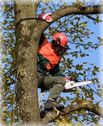 Tree Removal Austin